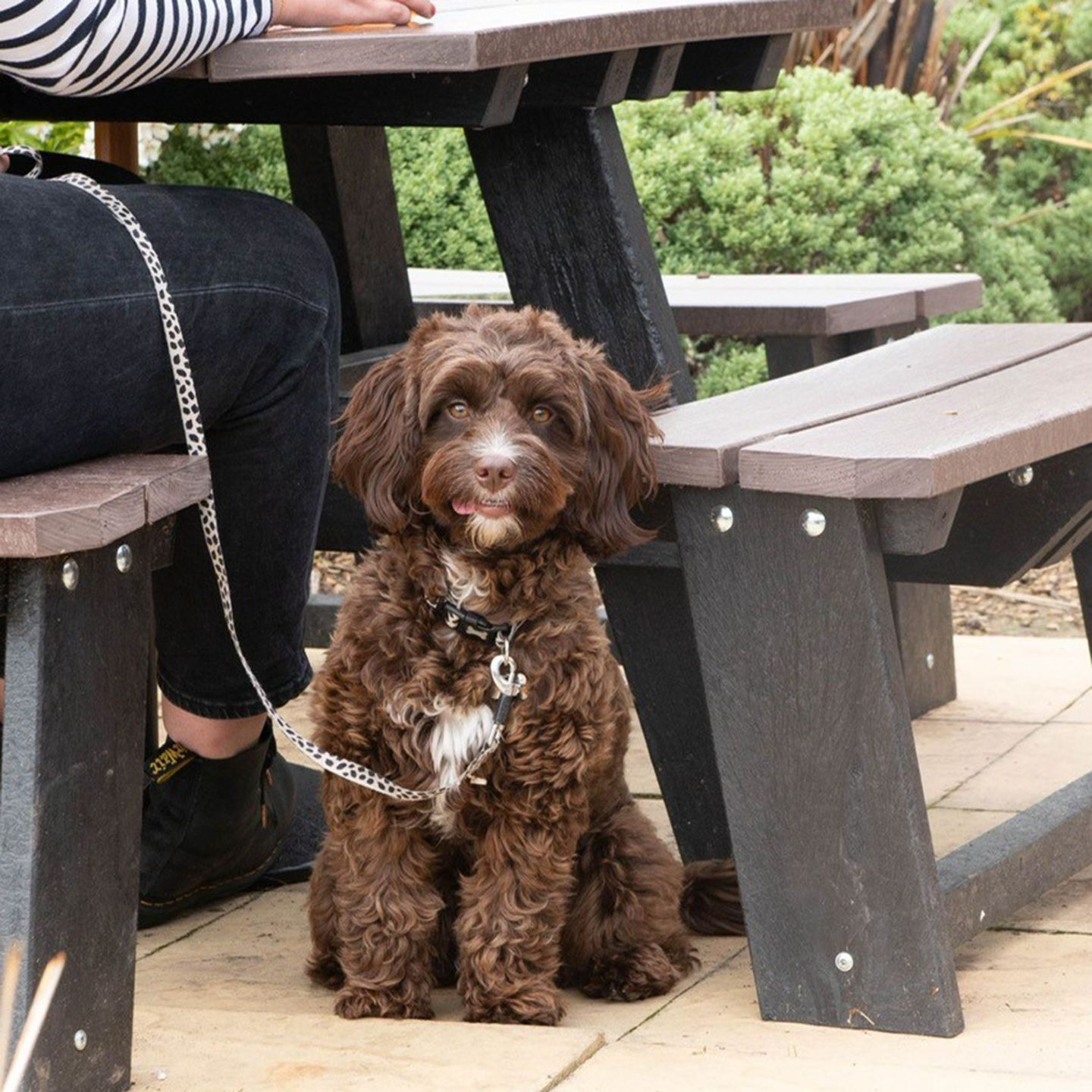 Your local dog friendly pub in Wigan